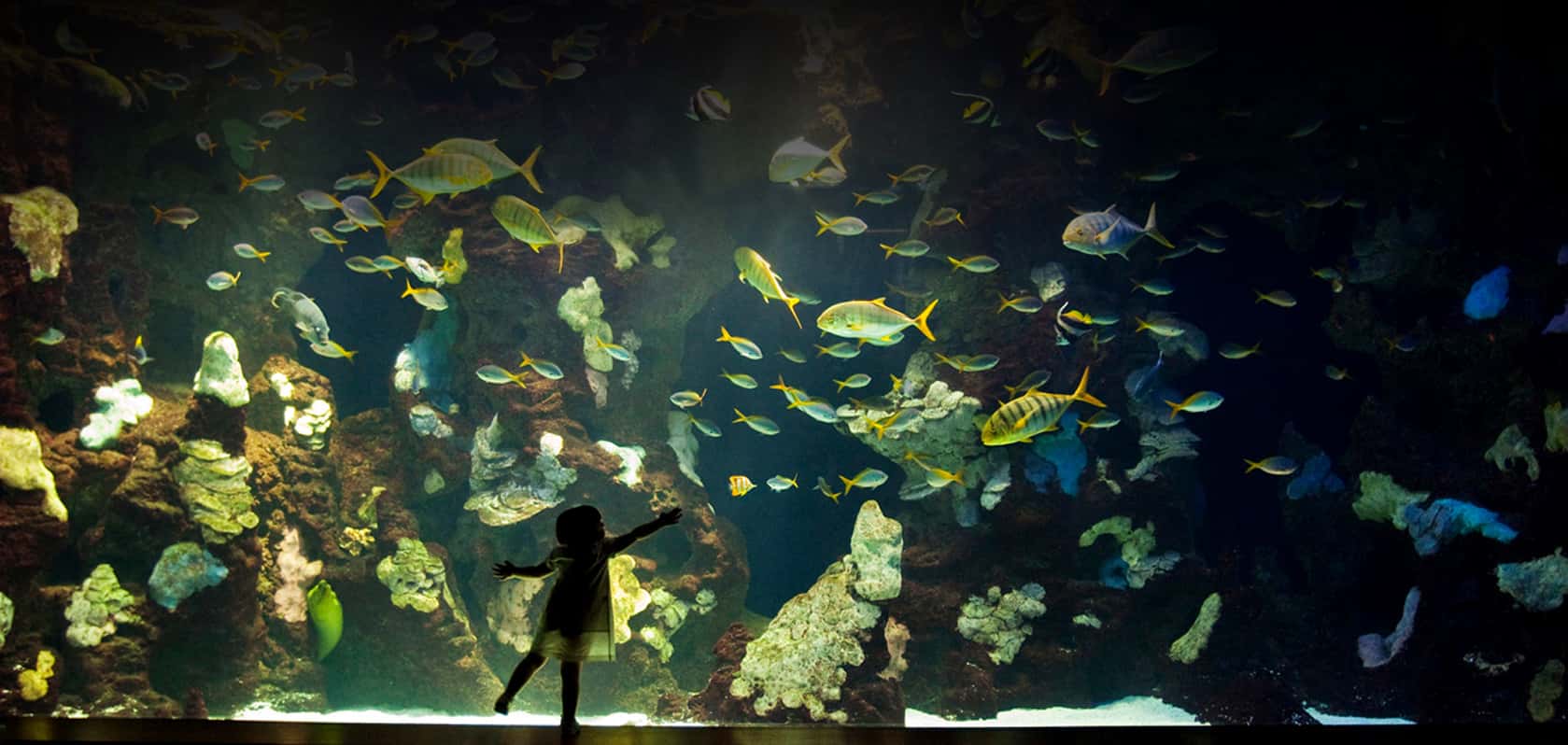 Pirañas vegetarianas en el Aquarium de San Sebastián