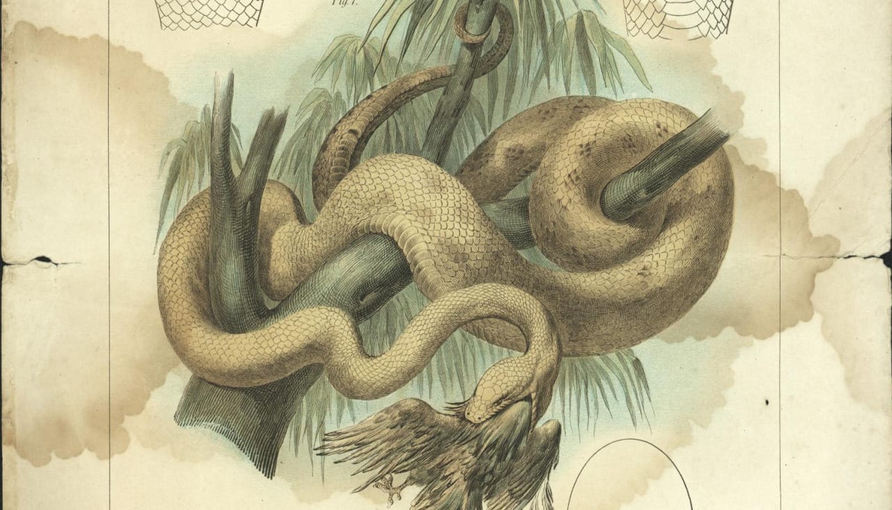 Exposición 'Seoane & Darwin: O naturalista Seoane e o darwinismo a fíns do século XIX'
