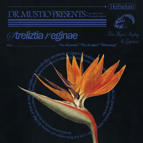 DR. MUSTIO – A Movida