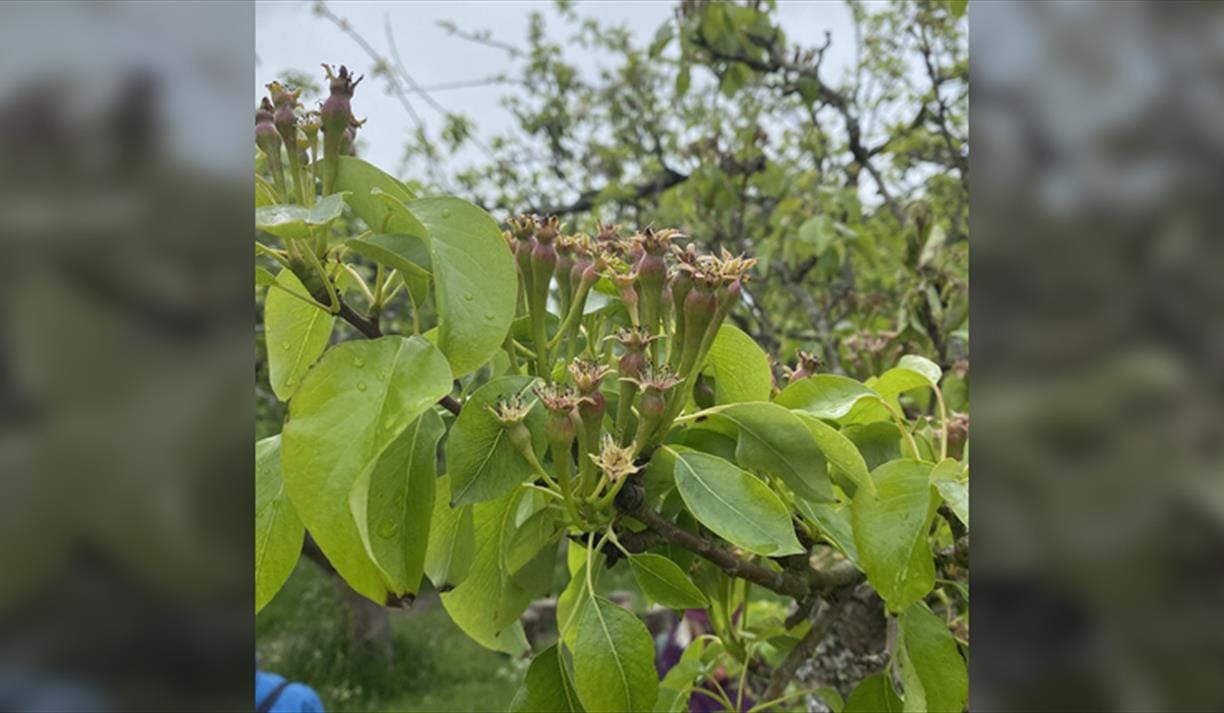 Care of fruit trees