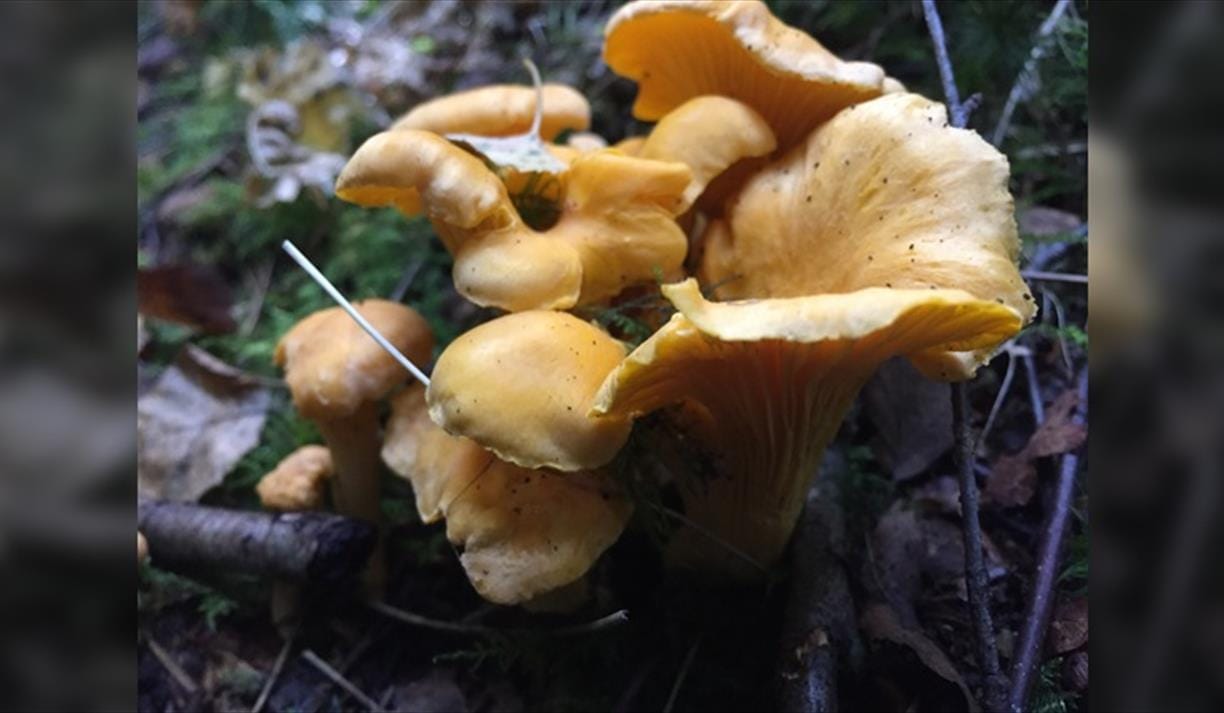 Summer Foraging Course