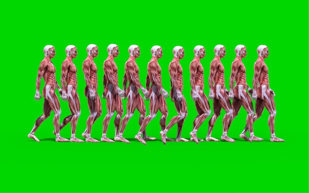 Bodies Evolution en A Coruña: Un Viaje al Interior del Cuerpo Humano