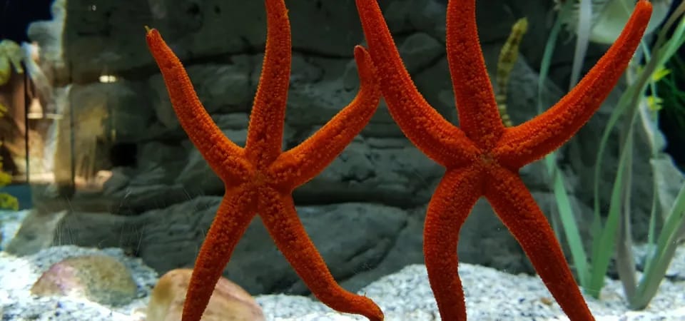 Acuario de Sevilla