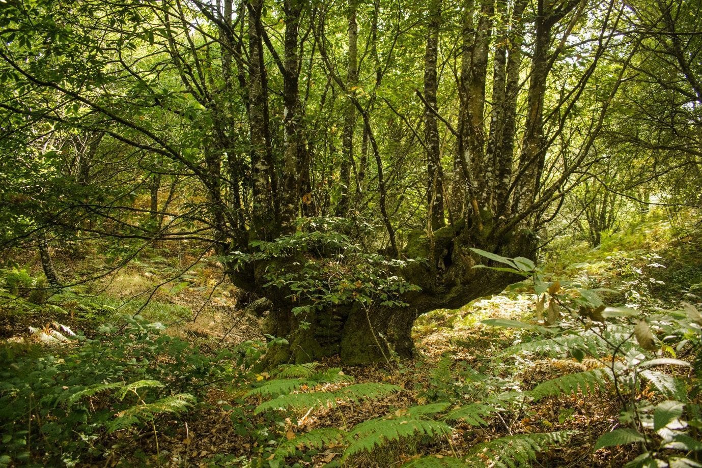 XXIV Simposio Internacional de Botánica Criptogámica
