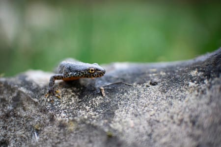 Recorrido naturalístico: Bioaventuras - Anfibios y reptiles - Día Mundial del Agua