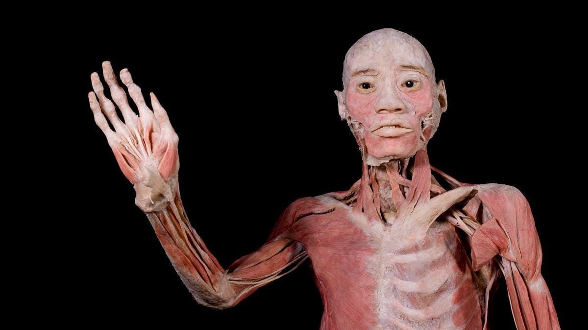 Bodies Evolution