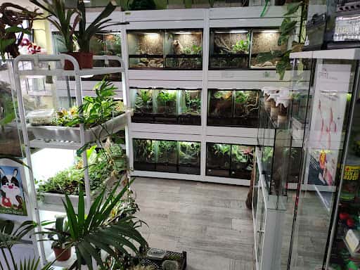 Seciliatus Mascotas: terrarios y reptiles en Sevilla