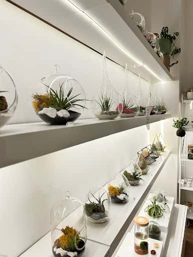 Plantas de Aire: terrarios y Tillandsias en Gijón