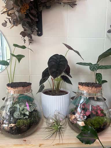 Votanikals: plantas exóticas y terrarios en A Coruña