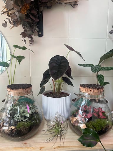 Votanikals: plantas exóticas y terrarios en A Coruña