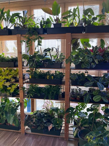 Vida Exótica Málaga: plantas raras y terrarios