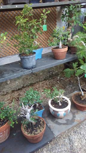 Kirise, bonsáis y terrarios artesanales en Valladolid