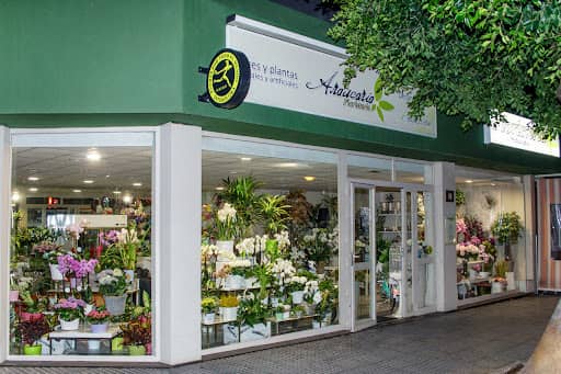 Floristería Araucaria en Málaga: plantas exóticas y ramos