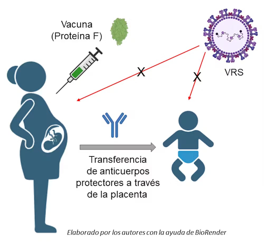 Colaboración con la ciencia: Ensayo clínico vacuna Abrysvo