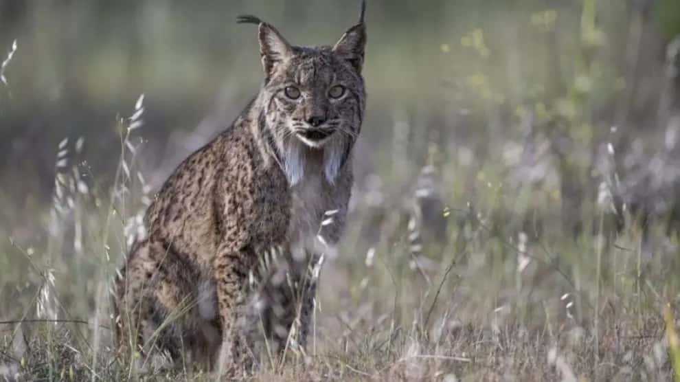 El lince ibérico vuelve a Zaragoza: Waka y Winx en el Huerva