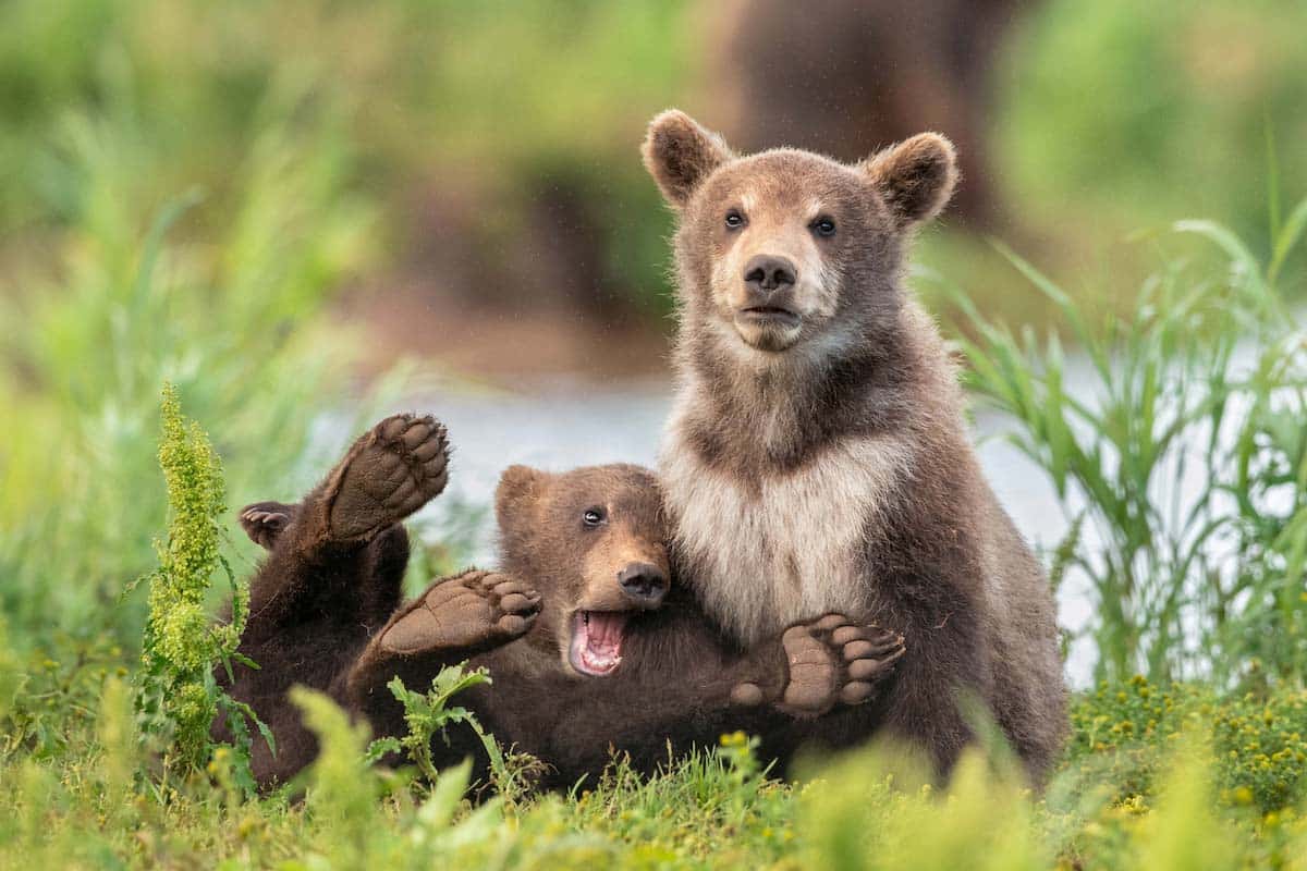 Exposición Comedy Wildlife