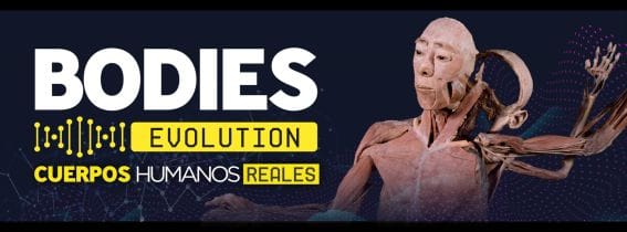 BODIES EVOLUTION