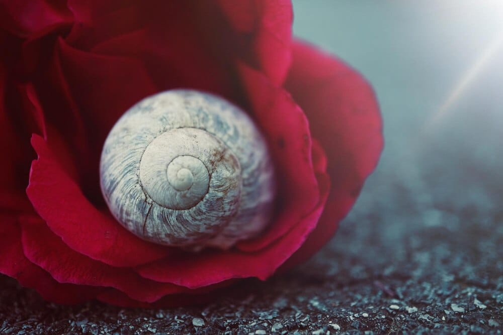 Camelia, flor de Galicia