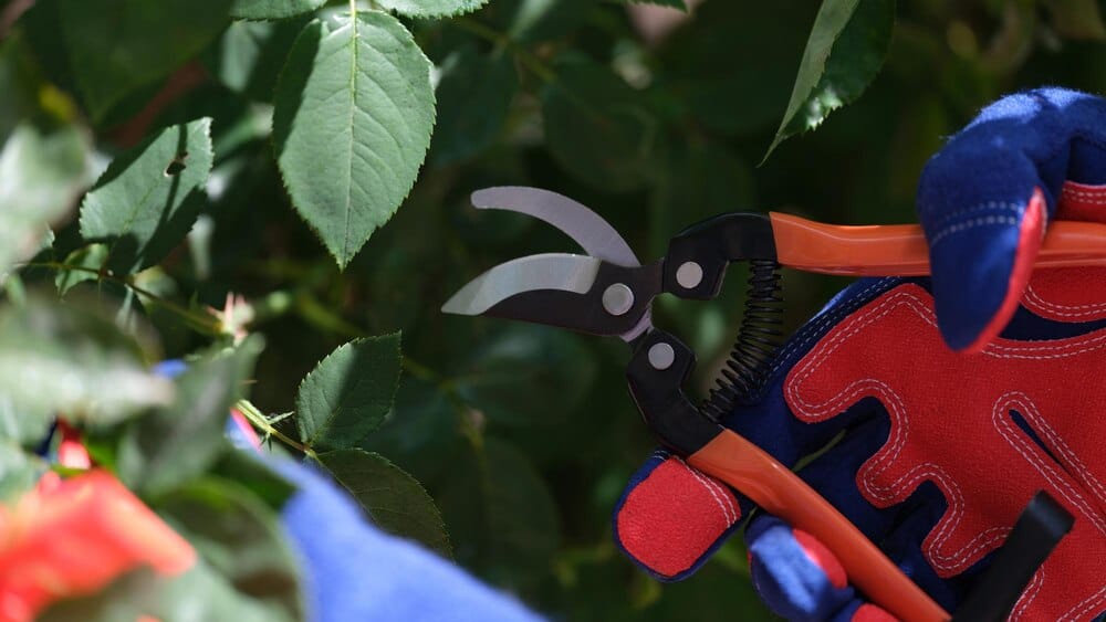Curso de poda de árboles en Piugos